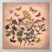  flesvormige vlinders roestroze poster (Voorkant)