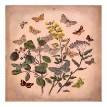  flesvormige vlinders roestroze