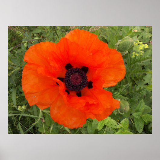Fleur de pavot poster (Voorkant)