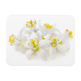 Fleur d'oranger magneet