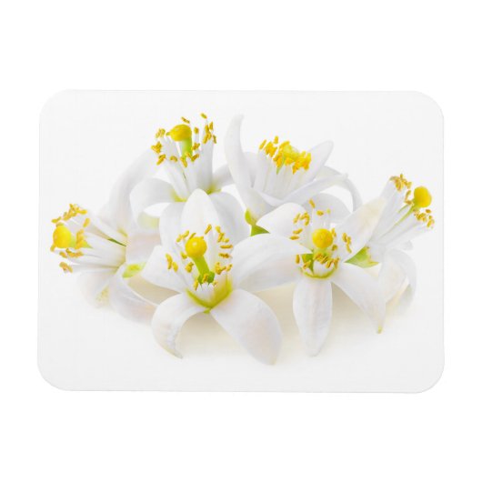 Fleur d'oranger magneet (Horizontaal)