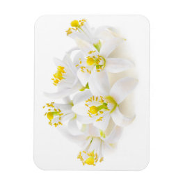 Fleur d'oranger magneet