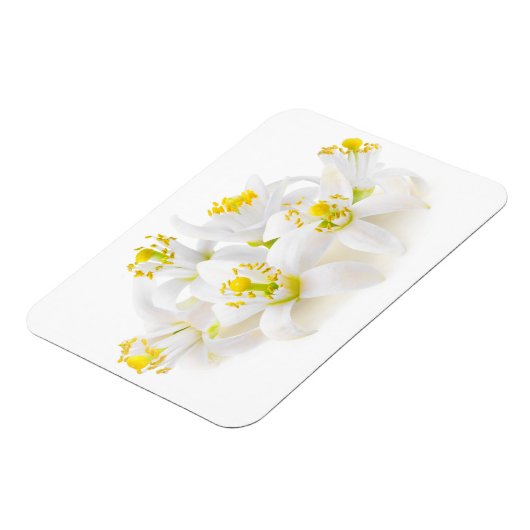 Fleur d'oranger magneet (Linkerzijde)