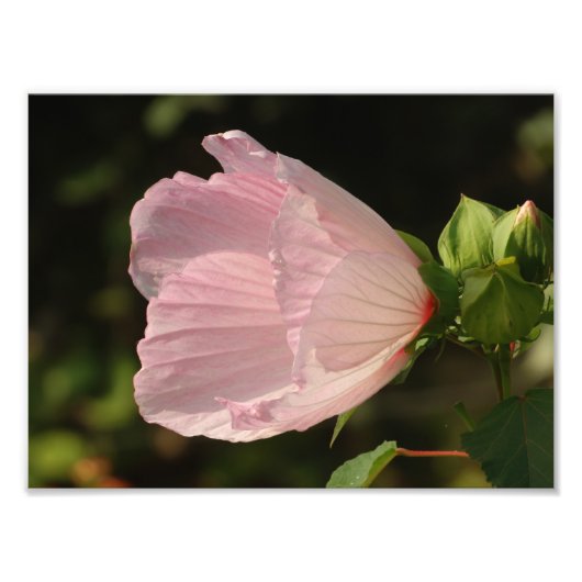 Fleur, Kodak Professional Foto Foto Afdruk (Voorkant)