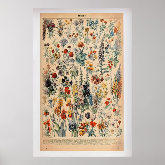 Fleurs by Adolphe Millot  Vintage Botanical Poster (Voorkant)