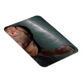 Flexi Magnet Labrador Lorenzo Magneet (Rechterzijde)