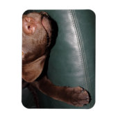 Flexi Magnet Labrador Lorenzo Magneet (Verticaal)