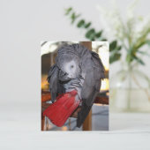 Flexibele Congo-Afrikaanse grijze papegaai met rod Briefkaart (Staand voorkant)