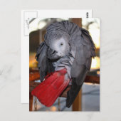 Flexibele Congo-Afrikaanse grijze papegaai met rod Briefkaart (Voorkant / Achterkant)