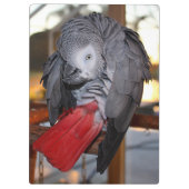 Flexibele Congo-Afrikaanse grijze papegaai met rod Klembord (Achterkant)