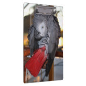 Flexibele Congo-Afrikaanse grijze papegaai met rod Klembord (Rechts)