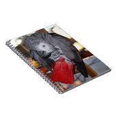 Flexibele Congo-Afrikaanse grijze papegaai met rod Notitieboek (Rechterzijde)