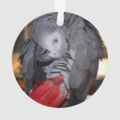 Flexibele Congo-Afrikaanse grijze papegaai met rod Ornament (achterkant)