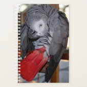 Flexibele Congo-Afrikaanse grijze papegaai met rod Planner (Voorkant)