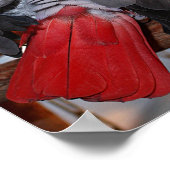 Flexibele Congo-Afrikaanse grijze papegaai met rod Poster (Hoek)