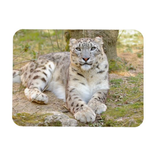 Flexibele fotokattensneeuwblaasjes, dieren. magneet (Horizontaal)
