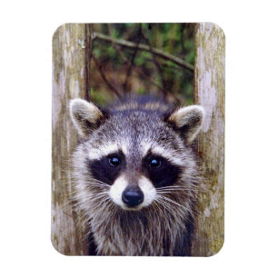 Flexibele fotomagneet met raccoon magneet