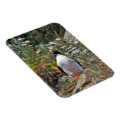 Flexibele fotomagneet van puffin magneet (Rechterzijde)