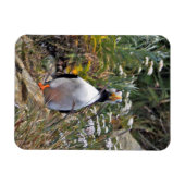 Flexibele fotomagneet van puffin magneet (Horizontaal)