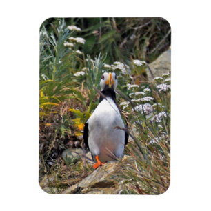 Flexibele fotomagneet van puffin magneet