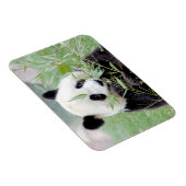 Flexibele magneet Foto reus panda, dieren 0167. (Rechterzijde)