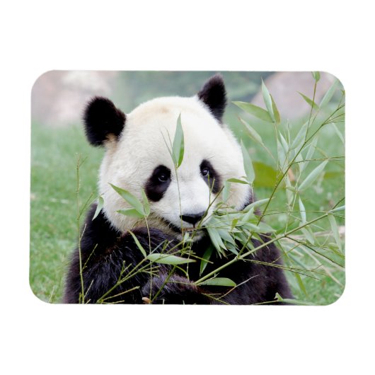 Flexibele magneet Foto reus panda, dieren 0167. (Horizontaal)