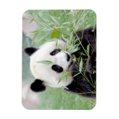 Flexibele magneet Foto reus panda, dieren 0167. (Verticaal)