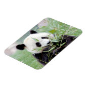 Flexibele magneet Foto reus panda, dieren 0167. (Linkerzijde)