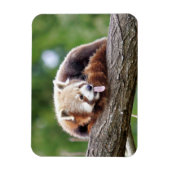Flexibele magneet Foto: rode panda, dieren 0254. (Verticaal)