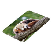 Flexibele magneet Foto: rode panda, dieren 0254. (Linkerzijde)