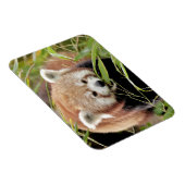 Flexibele magneet Foto rode panda , dieren 0261. (Rechterzijde)