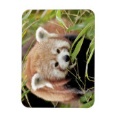 Flexibele magneet Foto rode panda , dieren 0261. (Verticaal)