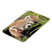 Flexibele magneet Foto rode panda , dieren 0261. (Linkerzijde)