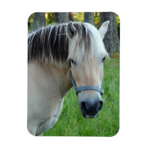 Flexibele magneet met Noors fjordenpaard