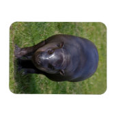 Flexibele magneet van nijlpaardbaby (Horizontaal)