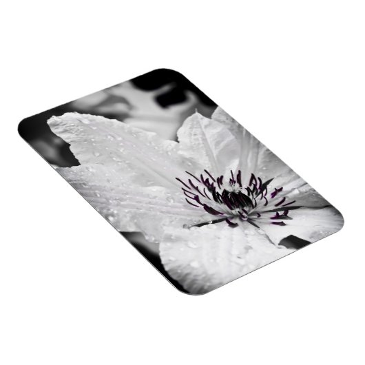 Flexibele magneet - Witte Clematis Bloem (Rechterzijde)