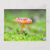 Fliegenpilz Briefkaart (Voorkant)