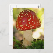 Fliegenpilz Briefkaart (Voorkant / Achterkant)