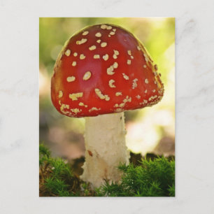 Fliegenpilz Briefkaart