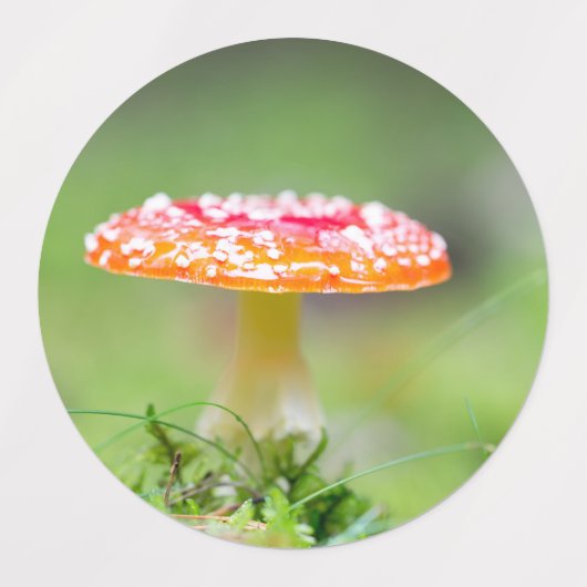 Fliegenpilz Labels (Design 2)