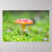 Fliegenpilz Poster (Voorkant)
