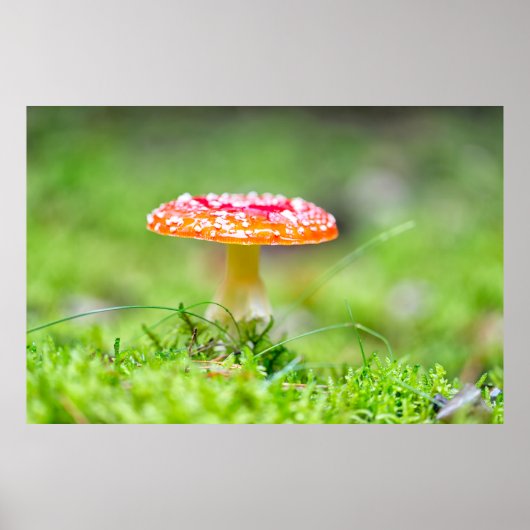 Fliegenpilz Poster (Voorkant)