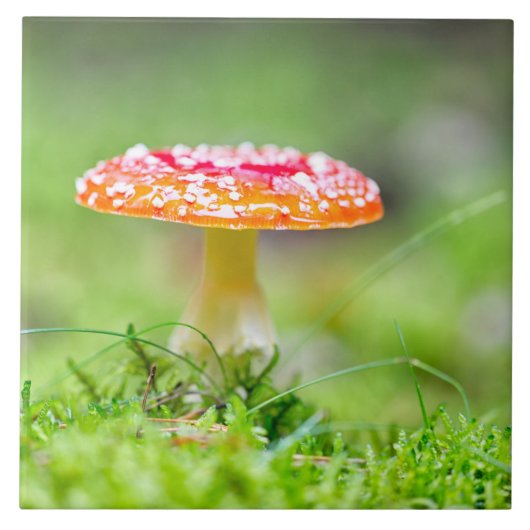 Fliegenpilz Tegeltje (Voorkant)