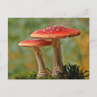 Fliegenpilze Briefkaart