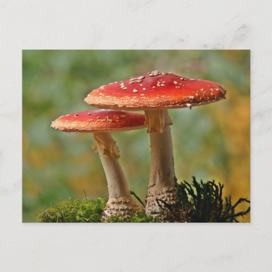 Fliegenpilze Briefkaart (Voorkant)