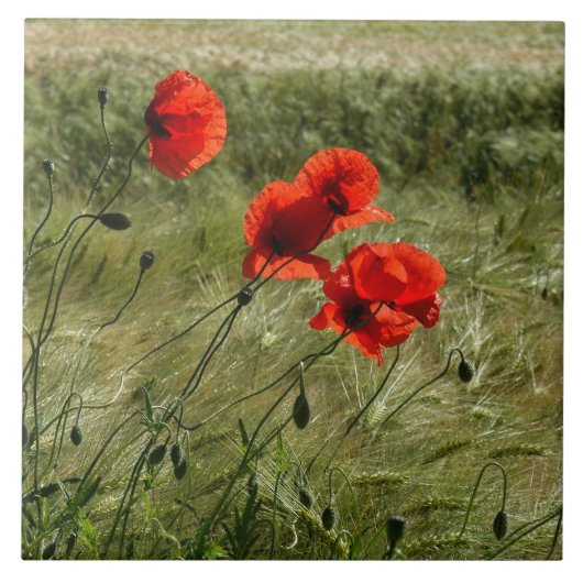 Fliese mit Klatschmohn 02 Tegeltje (Voorkant)