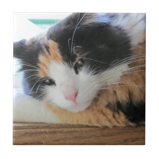 Flirterige Schotse Kat Tegeltje (Voorkant)