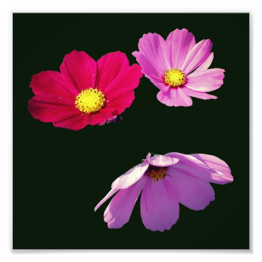 Floating Cosmos Daisy Flower Trio 8x8 Foto Afdruk (Voorkant)