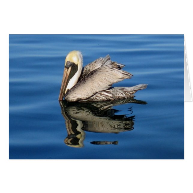 Floating Pelican (Voorkant Horizontaal)