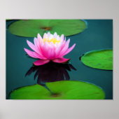 Flor 06 Ninféia Rosa Poster (Voorkant)